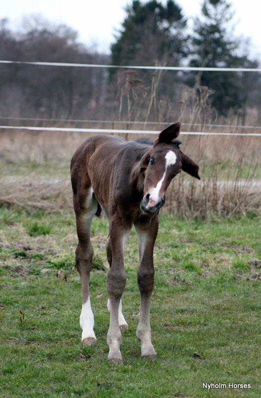 Oldenborg Sjasmina Nyholm billede 14