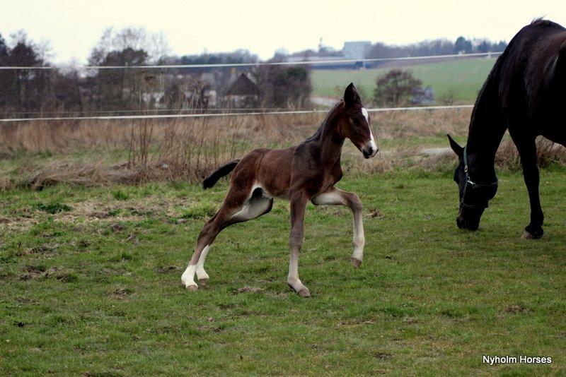 Oldenborg Sjasmina Nyholm billede 15