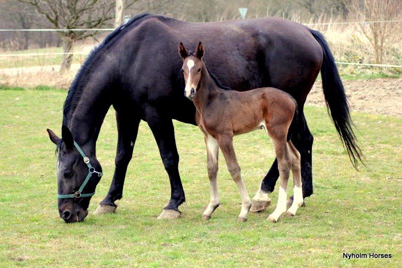 Oldenborg Sjasmina Nyholm billede 8