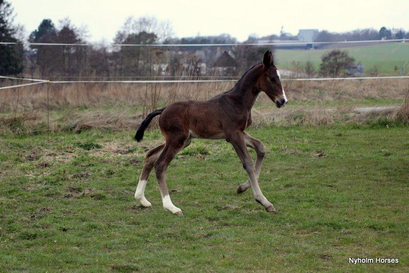 Oldenborg Sjasmina Nyholm billede 16