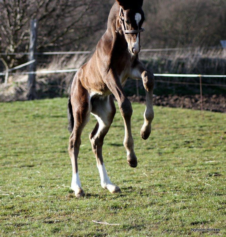 Oldenborg Sjasmina Nyholm billede 18