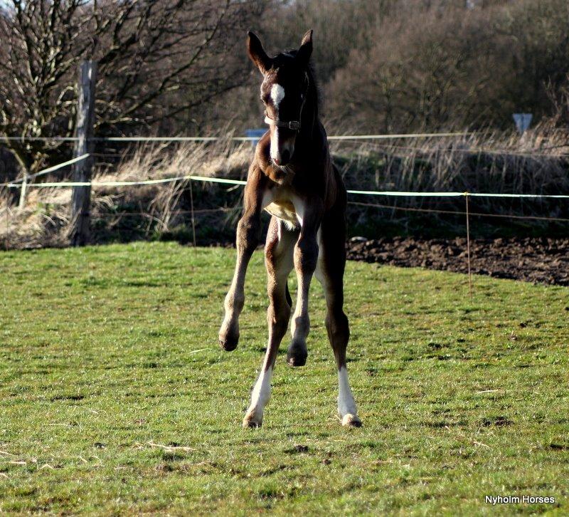 Oldenborg Sjasmina Nyholm billede 17