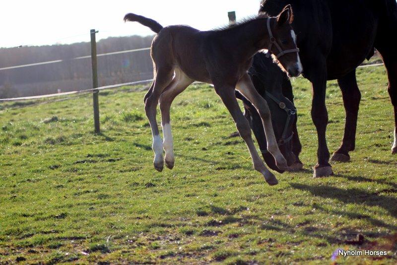 Oldenborg Sjasmina Nyholm billede 20