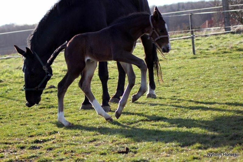 Oldenborg Sjasmina Nyholm billede 21