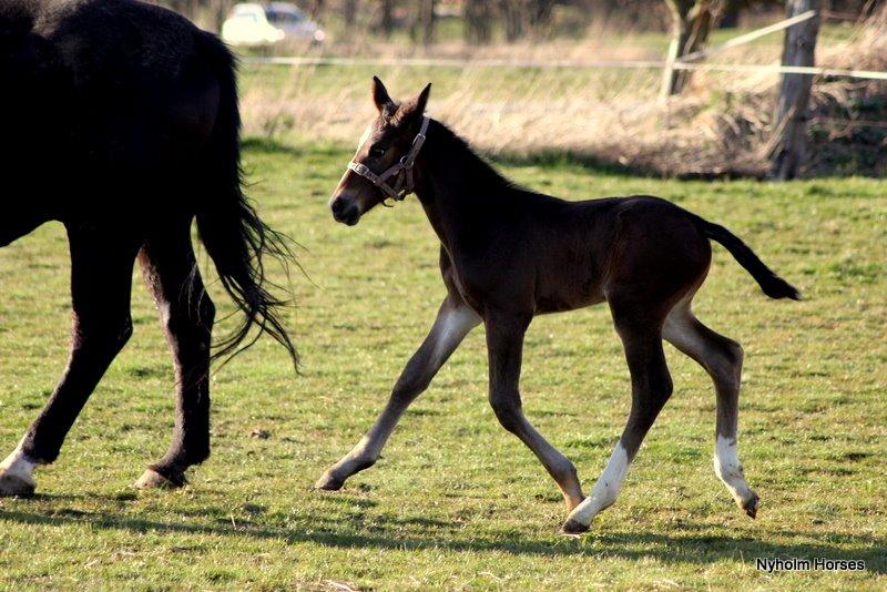 Oldenborg Sjasmina Nyholm billede 22