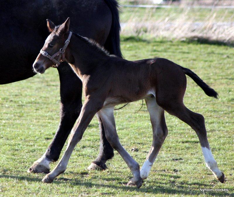 Oldenborg Sjasmina Nyholm billede 23