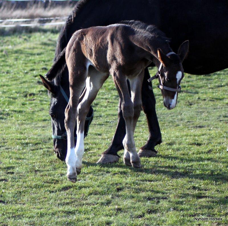 Oldenborg Sjasmina Nyholm billede 24