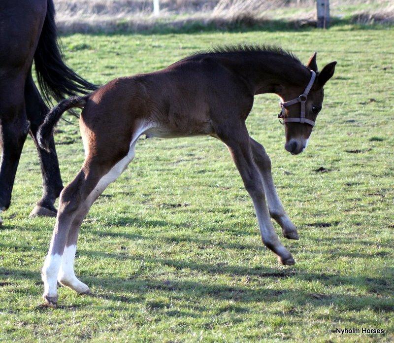 Oldenborg Sjasmina Nyholm billede 25