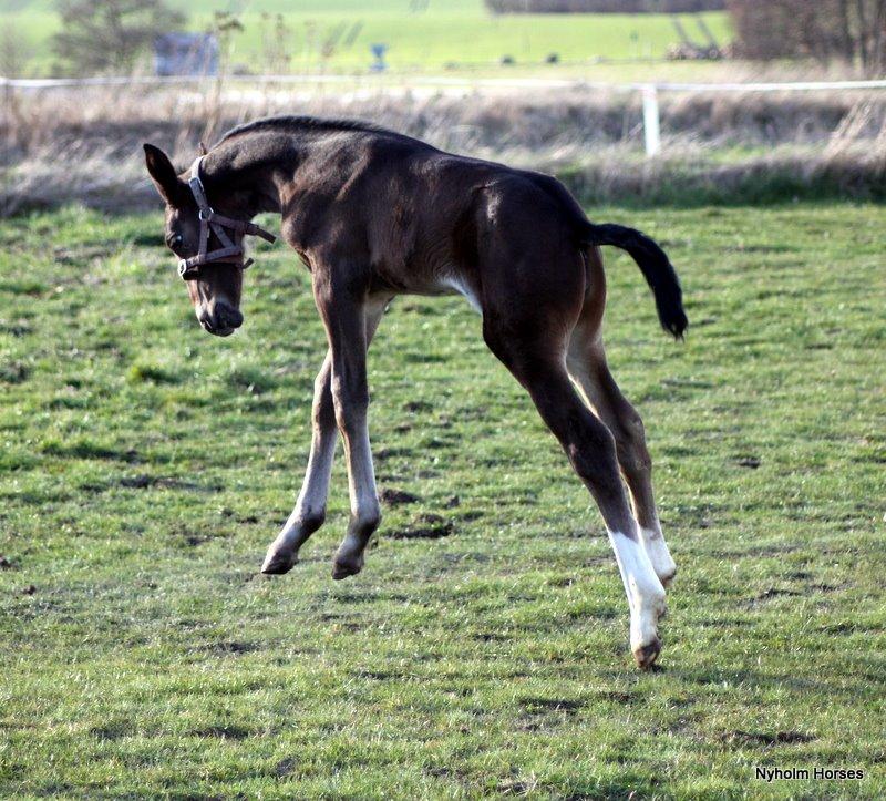 Oldenborg Sjasmina Nyholm billede 27