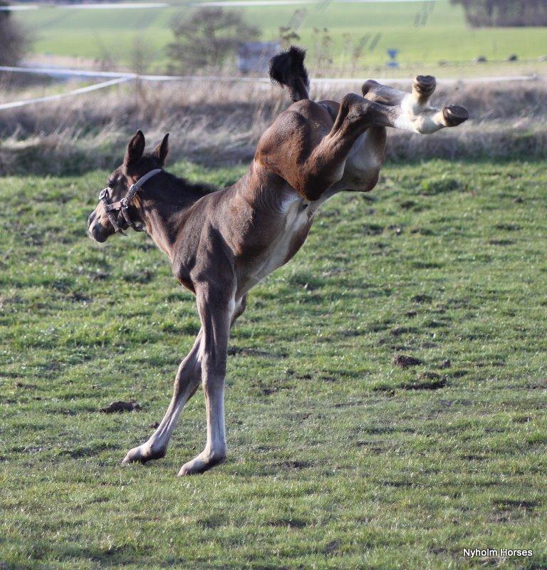 Oldenborg Sjasmina Nyholm billede 28