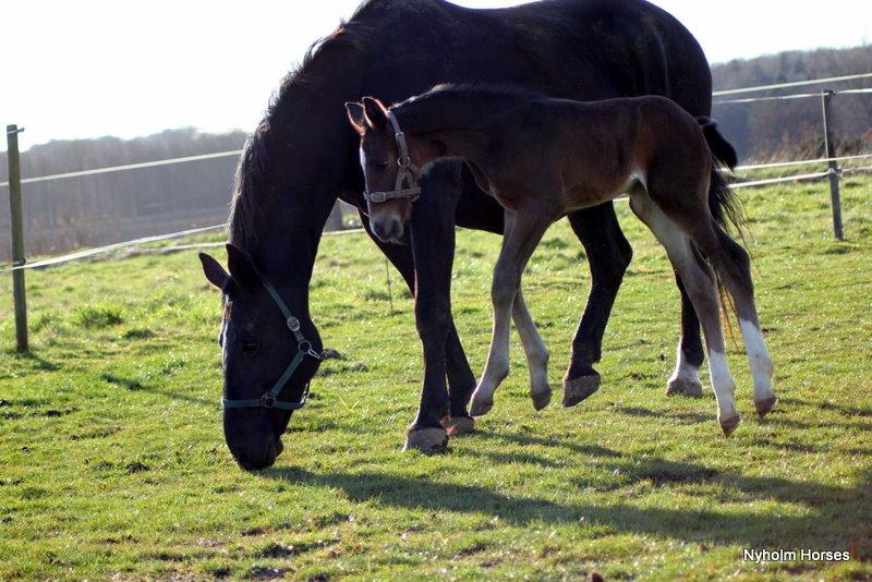 Oldenborg Sjasmina Nyholm billede 19
