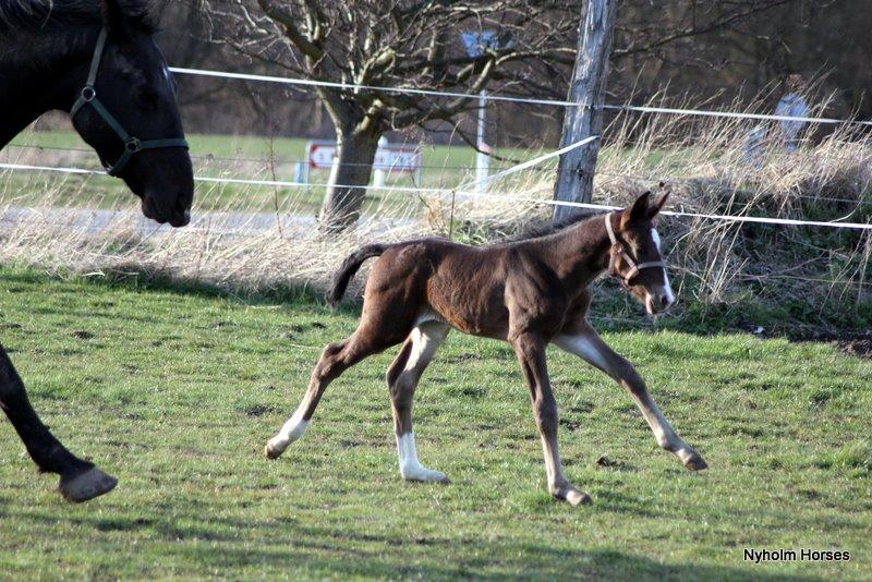 Oldenborg Sjasmina Nyholm billede 30