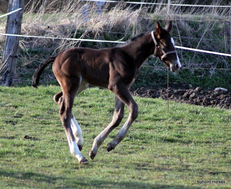 Oldenborg Sjasmina Nyholm billede 31