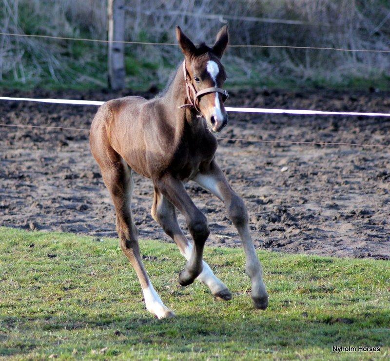 Oldenborg Sjasmina Nyholm billede 32