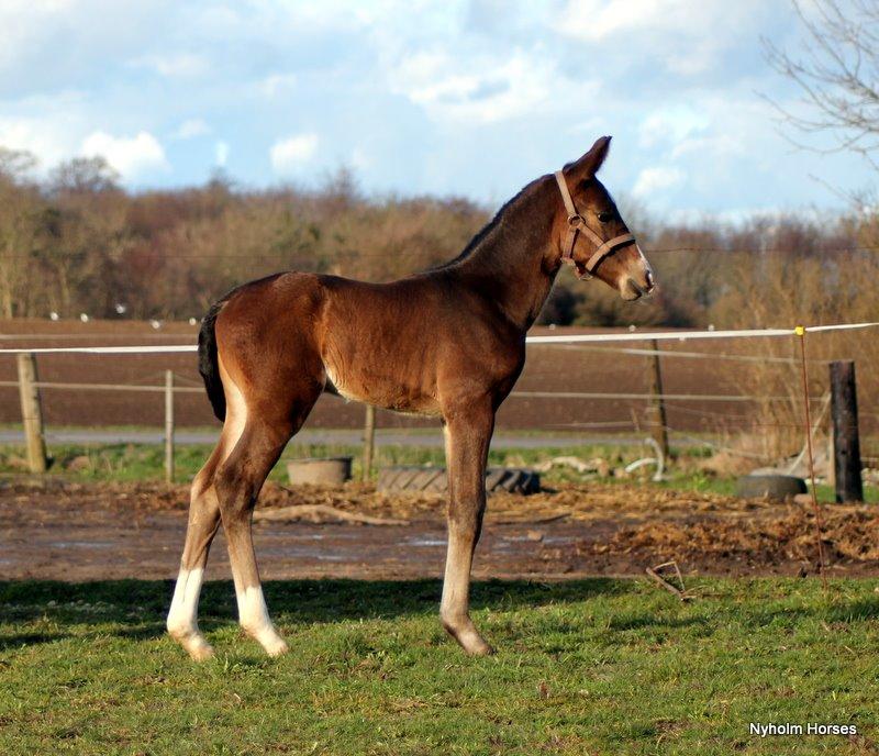 Oldenborg Sjasmina Nyholm billede 33