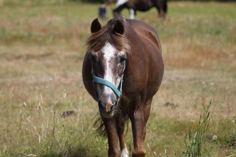 Anden særlig race Ferdinand (namse)  billede 3