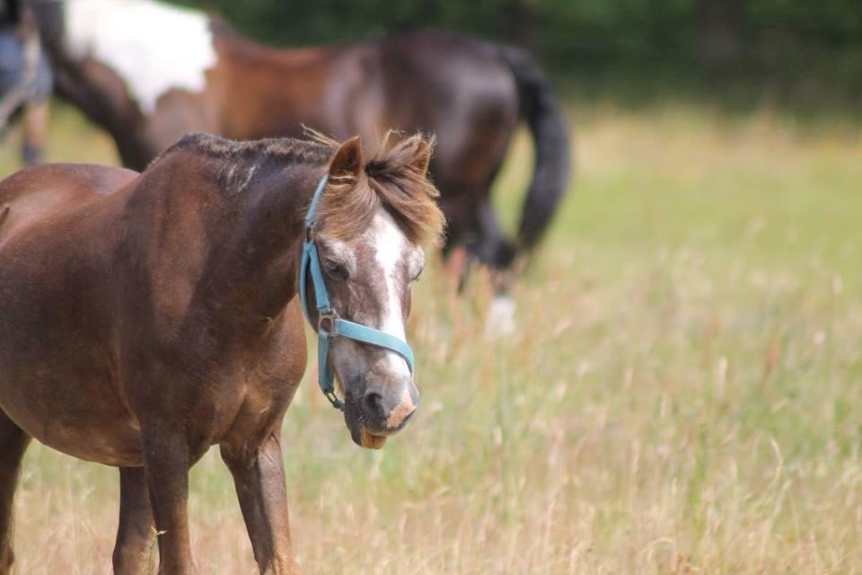 Anden særlig race Ferdinand (namse)  billede 26