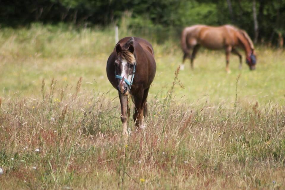 Anden særlig race Ferdinand (namse)  billede 27