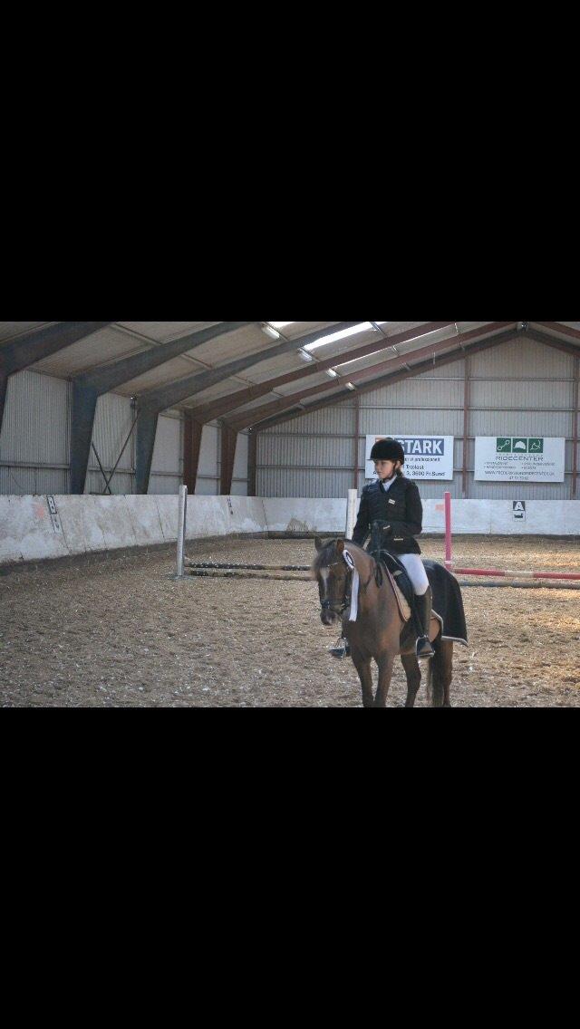 Welsh Pony (sec B) Tophøjs spartan  billede 13