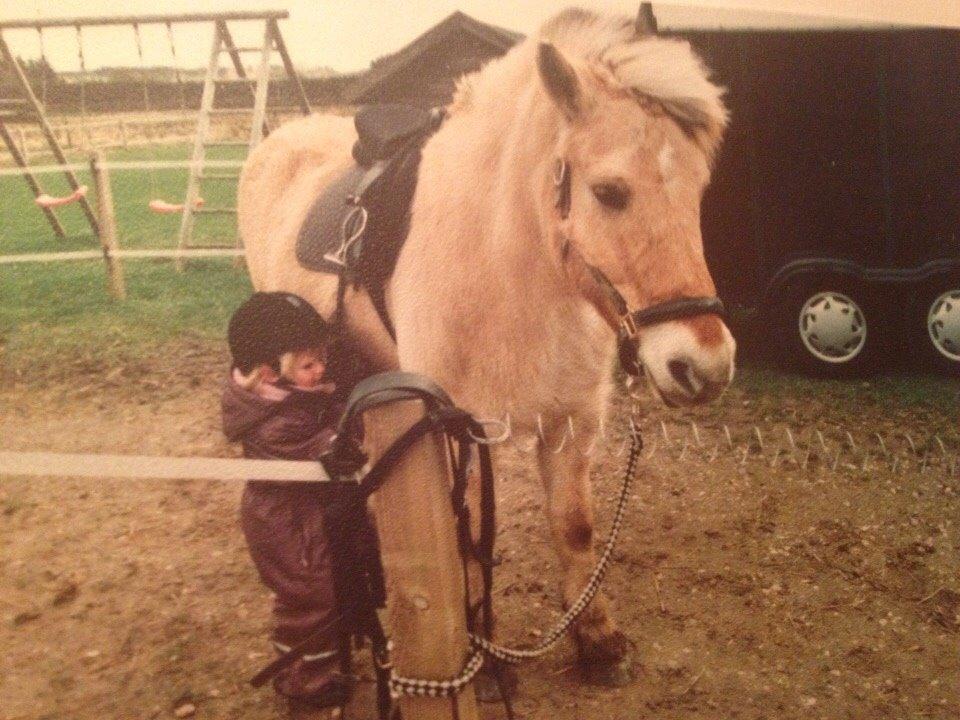 Fjordhest Trold ll billede 10