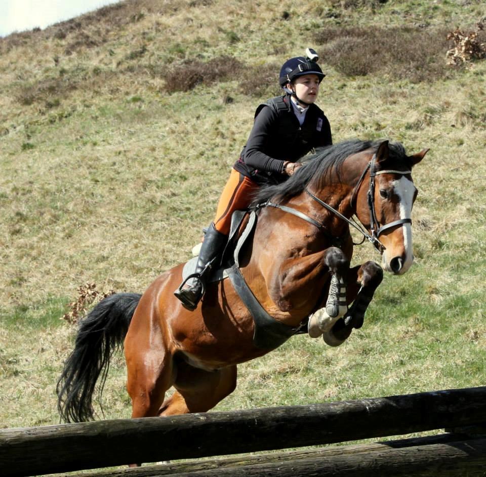 Dansk Varmblod Gade Drengen - Langå, 4 April billede 5