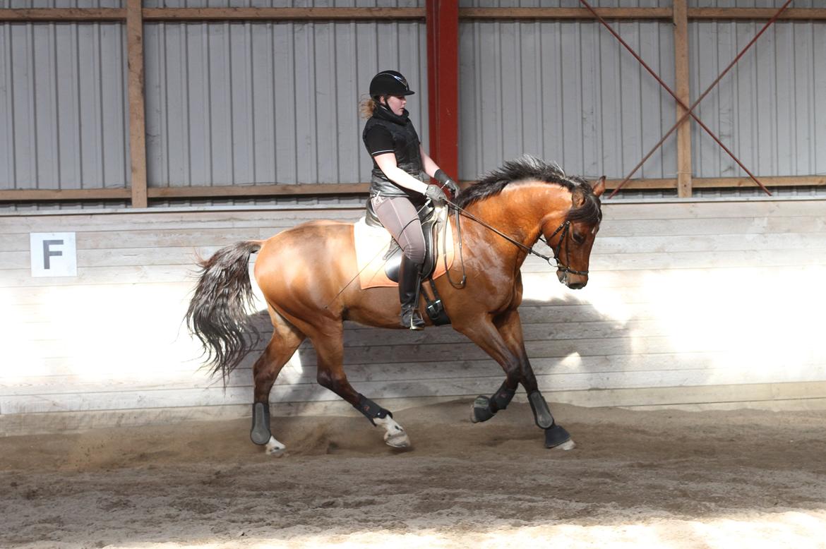 Dansk Varmblod Carismo billede 13