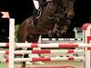 Belgisk varmblod World Wyde VDL