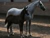 Trakehner McLaren G [Himmelhest]