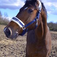 Dansk Varmblod Lumiere
