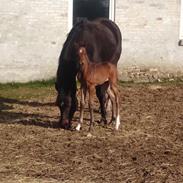 Dansk Varmblod Baggesgaards Vinzelia