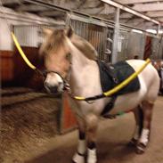 Fjordhest Claudia fjordlyst