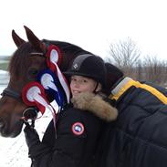 Welsh Cob (sec D) Magic Marie