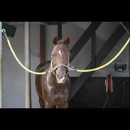 Welsh Cob (sec D) Magic Marie