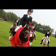 Welsh Cob (sec D) Magic Marie