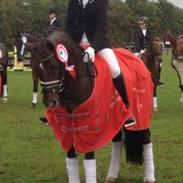 Welsh Cob (sec D) Magic Marie