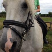 Anden særlig race Miss Perfect