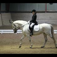 Anden særlig race Miss Perfect