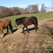 Koldblodstraver Ödelie Frökna