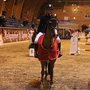 Hollandsk Varmblod Vigueur