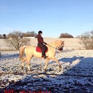 Anden særlig race Siff