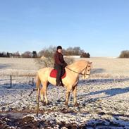 Anden særlig race Siff