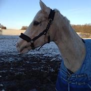 Anden særlig race Siff