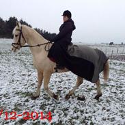 Anden særlig race Siff