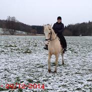 Anden særlig race Siff