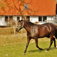Anden særlig race Stald Skou Nellie Beauty Bianca SOLGT