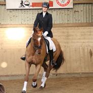 Dansk Varmblod Capri