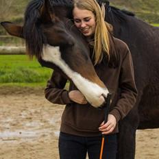 Dansk Varmblod FLINTEGÅRDENS GRANDESSA