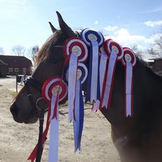 New Forest Kvægenbjergs Mark| Basse<3