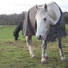 Anden særlig race Chevy Thunder / Basse