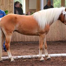 Tyroler Haflinger Winchester af Hestehaven